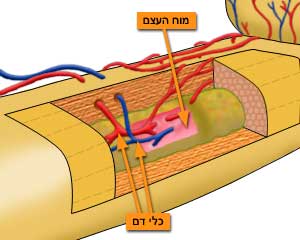 מבנה העצם